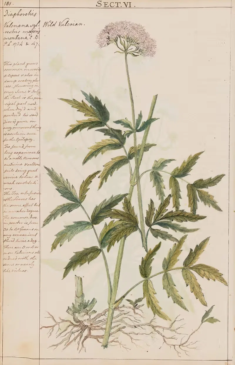 Wild Valerian by Joshua Webster, 1780 — digital art print download