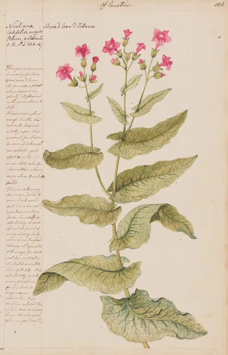 Broad leaved Tobacco by Joshua Webster, 1780 — digital art print download