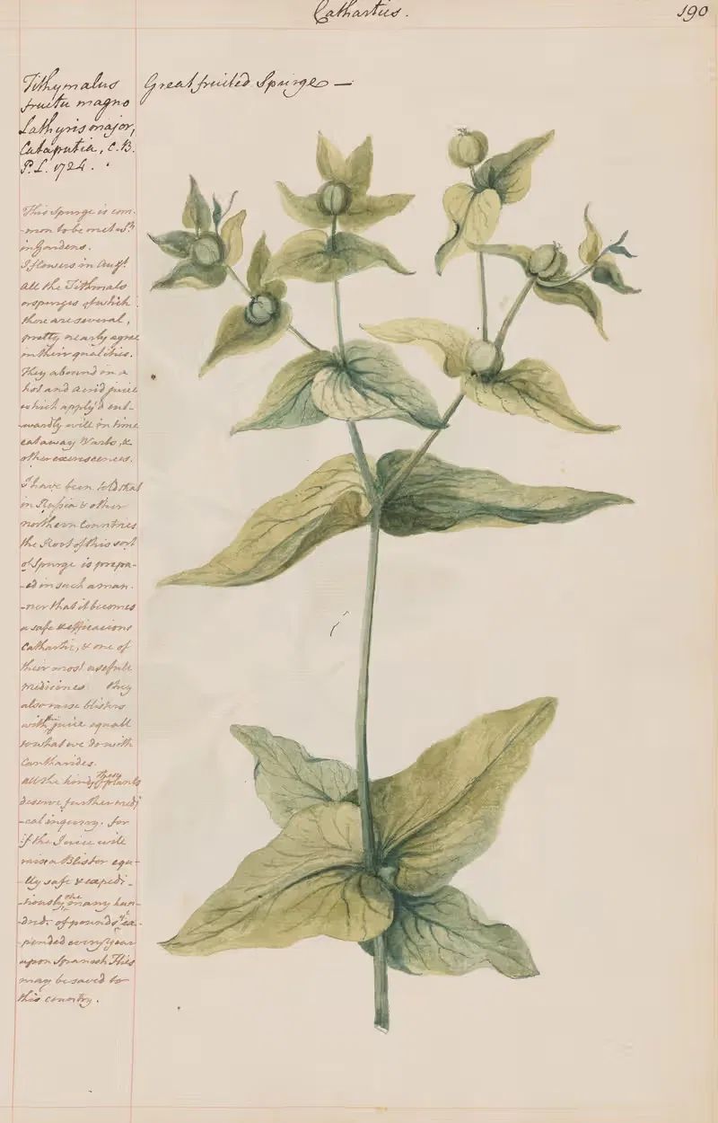 Great fruited Spurge by Joshua Webster, 1780 — digital art print download