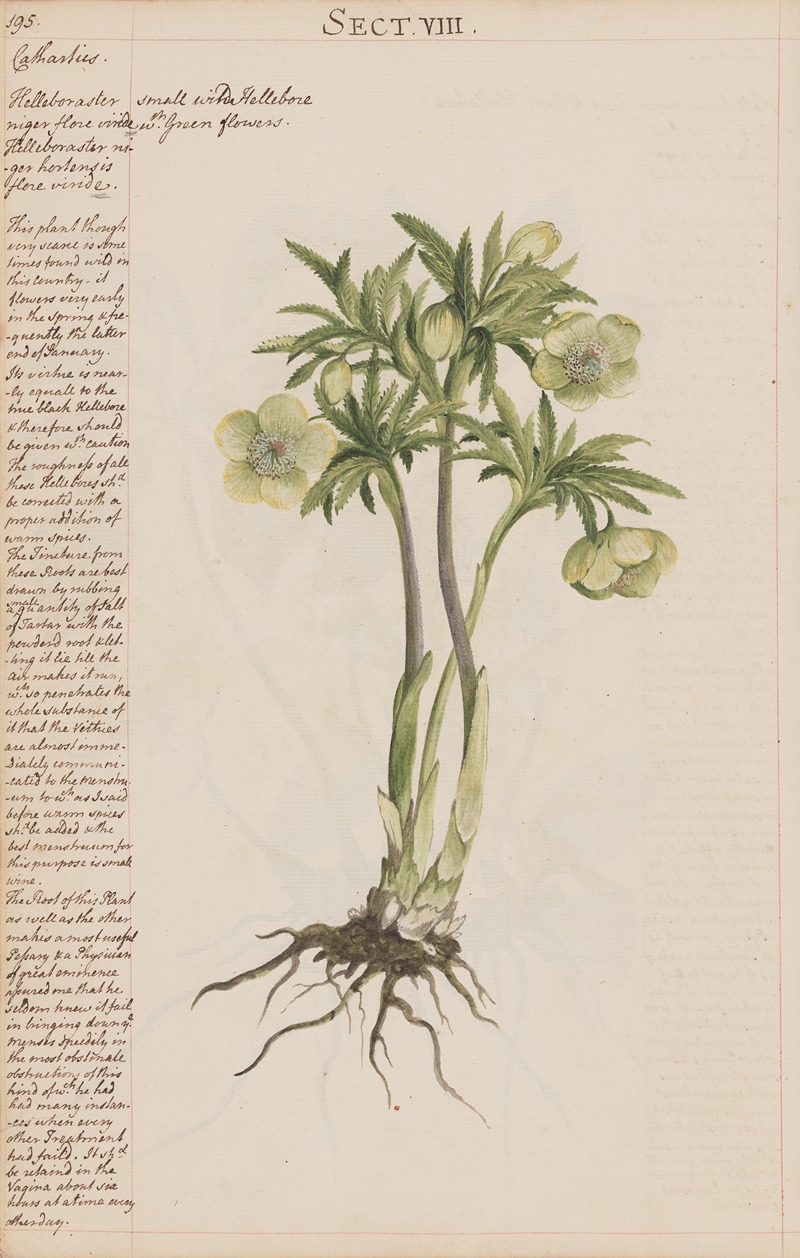 Small wild Hellebore by Joshua Webster, 1780 — digital art print download