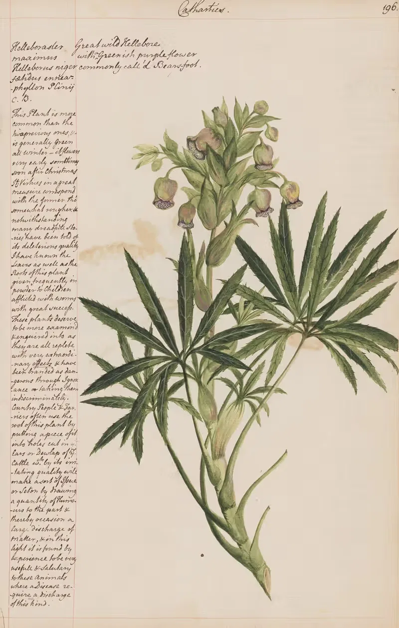 Great Wild Hellebore by Joshua Webster, 1780 — digital art print download