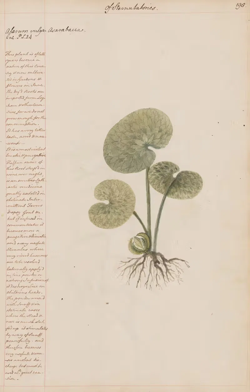 Arisarum vulgare by Joshua Webster, 1780 — digital art print download