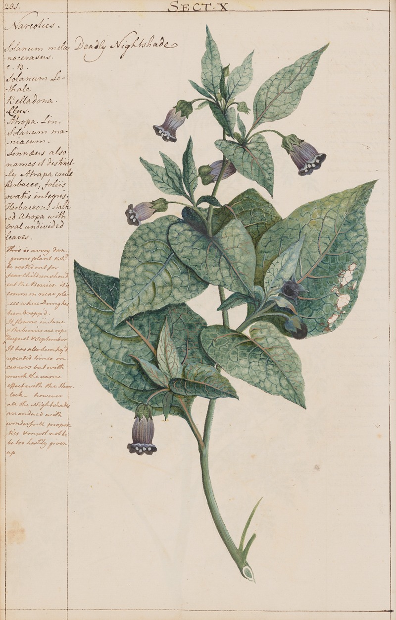 Deadly Nightshade by Joshua Webster, 1780 — digital art print download