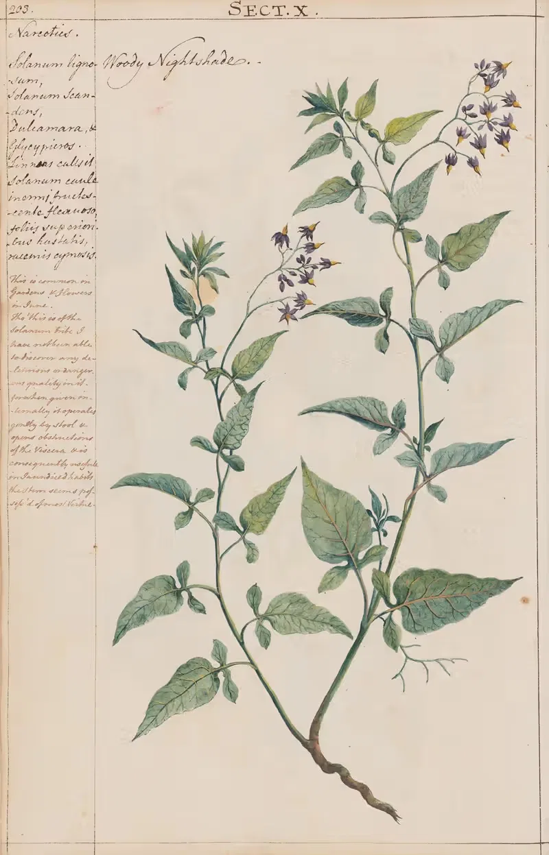 Woody Nightshade by Joshua Webster, 1780 — digital art print download