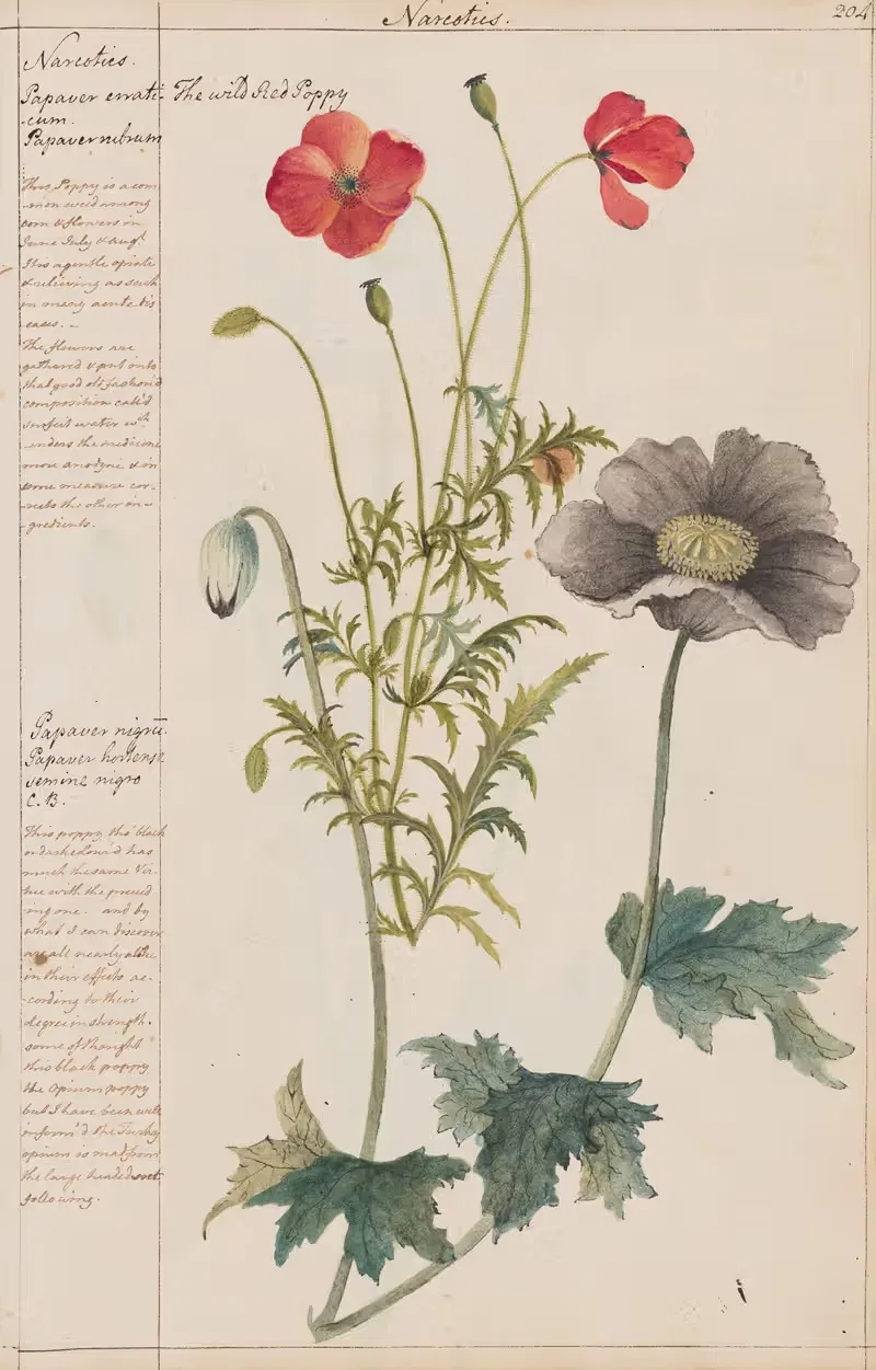 The Wild Red Poppy by Joshua Webster, 1780 — digital art print download