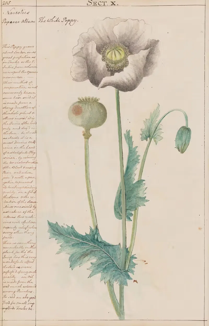 The White Poppy by Joshua Webster, 1780 — digital art print download