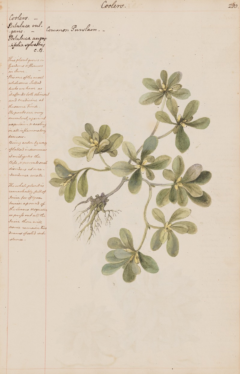 Common Purslain by Joshua Webster, 1780 — digital art print download