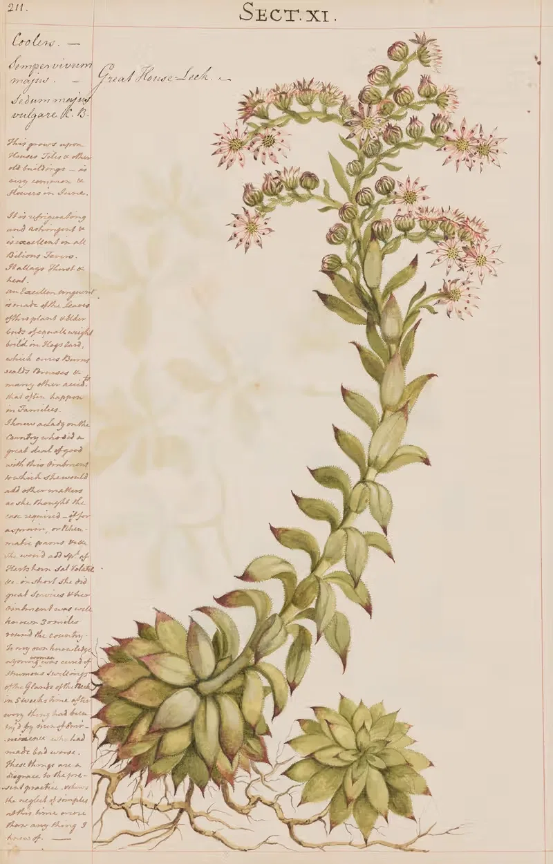 Great House Leek by Joshua Webster, 1780 — digital art print download