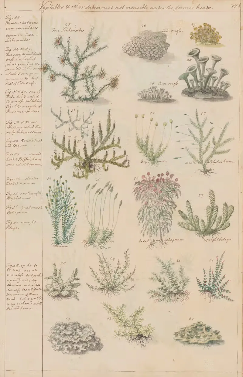 True Lichenoides, Tile moss, Cup moss, Polytrichum, Marsh sphagnum. Upright Selago — Joshua Webster