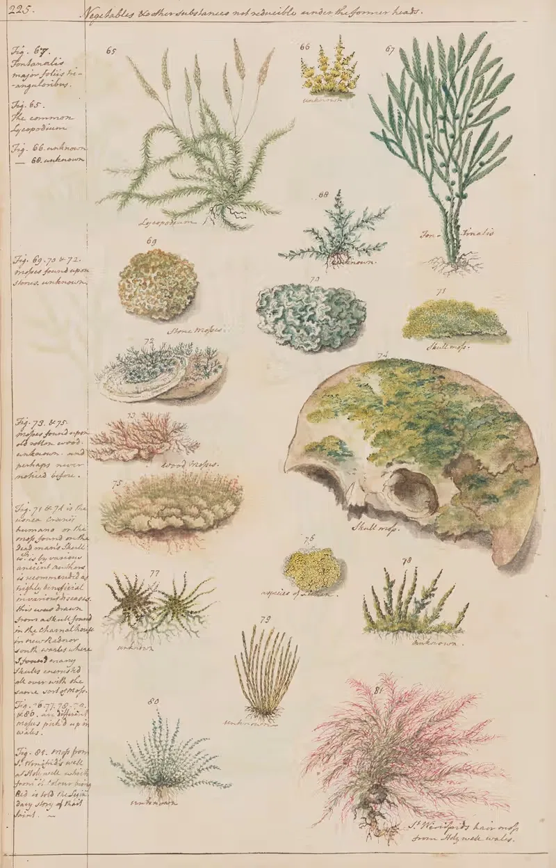 Lycopodium, Fortinalis, Stone moss, Skull moss, Wood moss — Joshua Webster