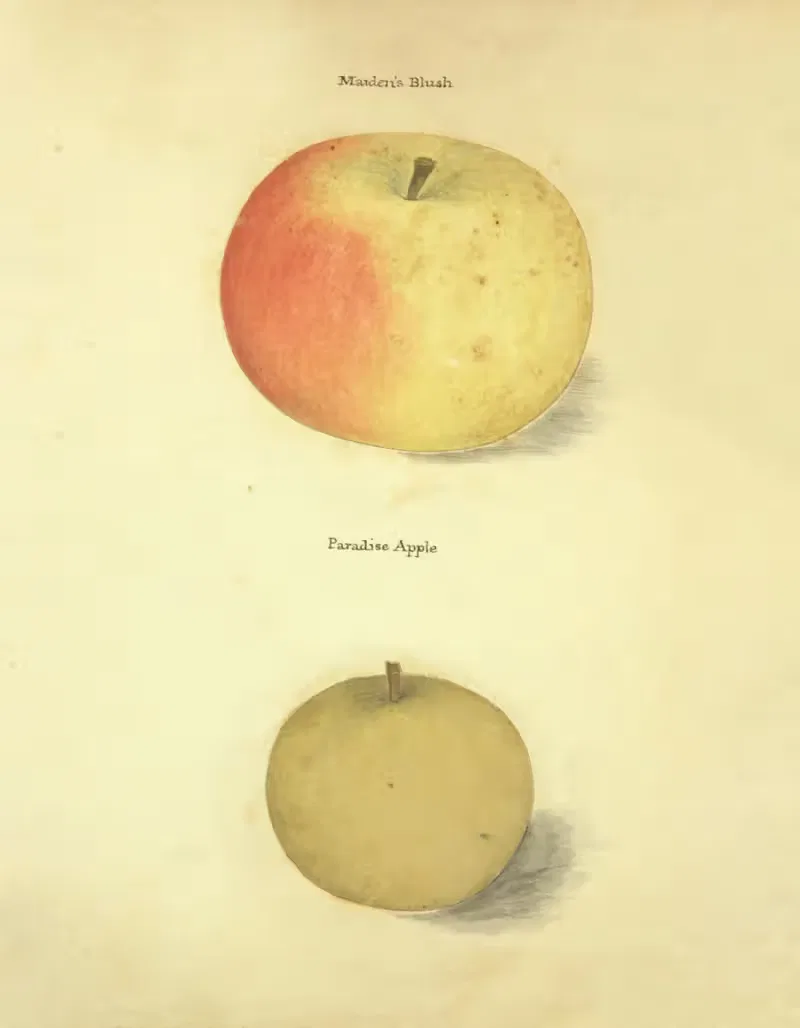 Maidens blush, Paradise apple by William Coxe Jr., 1817 — digital art print download