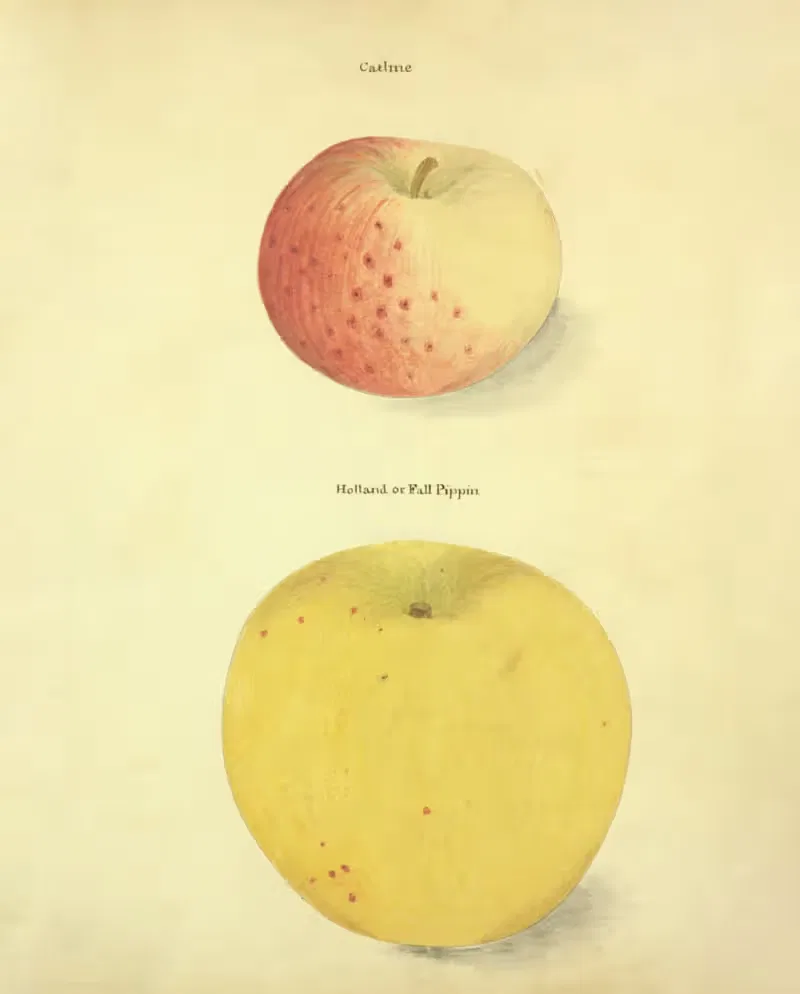 Catline, Holland or Fall Pippin by William Coxe Jr., 1817 — digital art print download