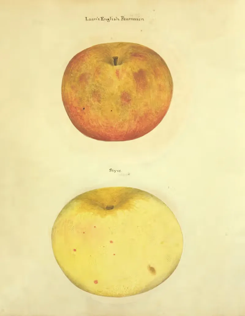 Loan's English Pearmain, Styre — William Coxe Jr.