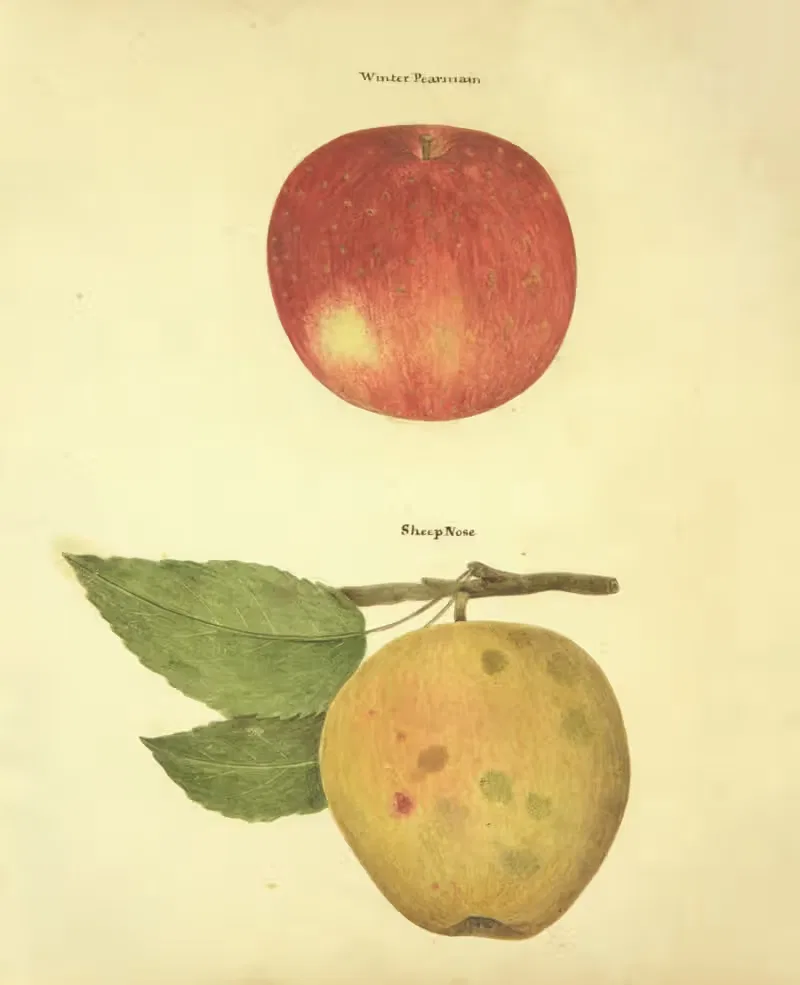 Winter Pearmain, Sheep Nose by William Coxe Jr., 1817 — digital art print download