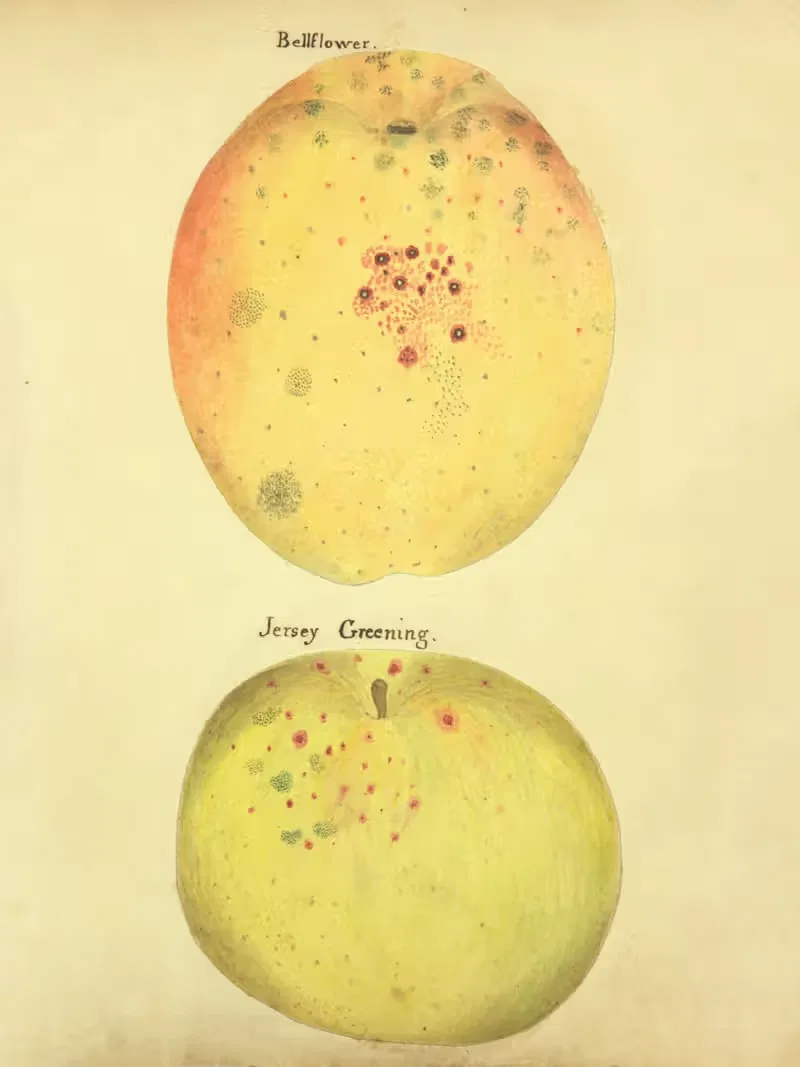 Bellflower, Jersey Greening by William Coxe Jr., 1817 — digital art print download
