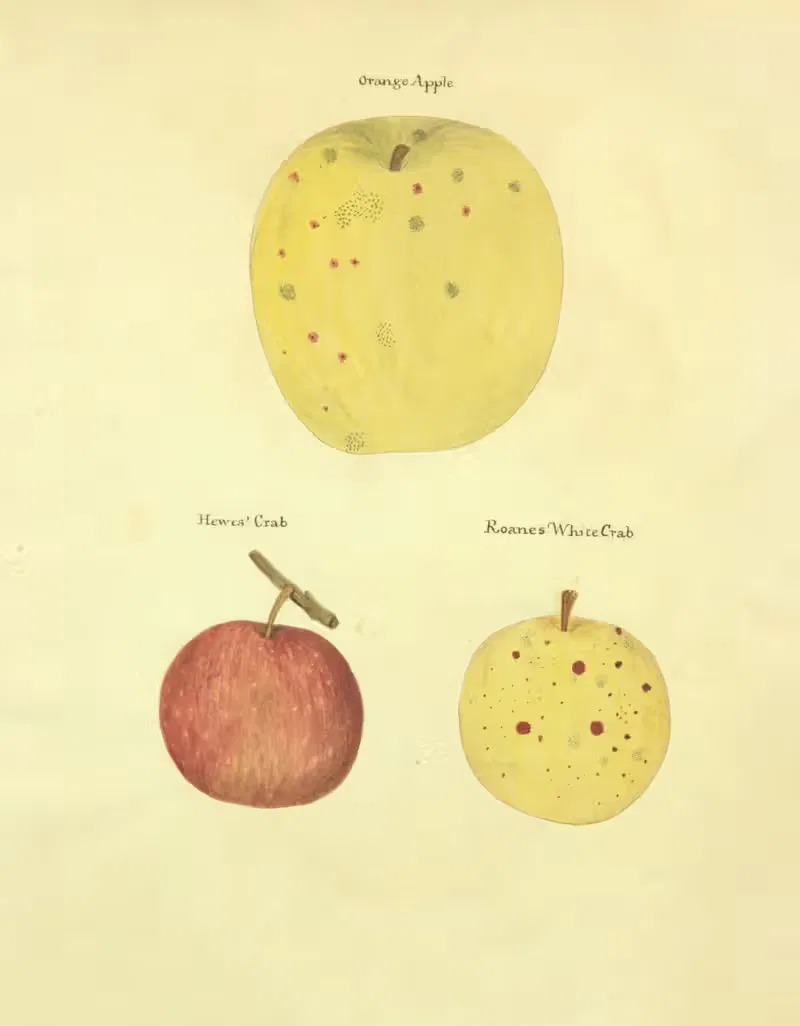 Orange Apple, Hewes Crab, Roanes white Crab — William Coxe Jr.