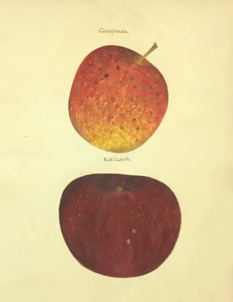 Courpendu, Red Calville by William Coxe Jr., 1817 — digital art print download