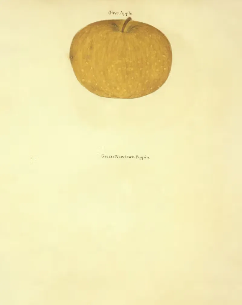 Olive Apple, Green Newtown Pippin — William Coxe Jr.