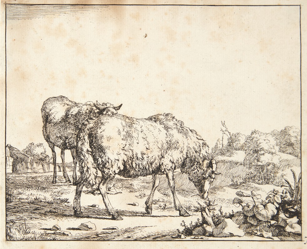Græssende får, vendt mod højre by Marcus de Bye, 1664 — digital art print download