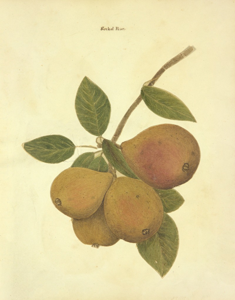 Seckle Pear by William Coxe Jr., 1817 — digital art print download