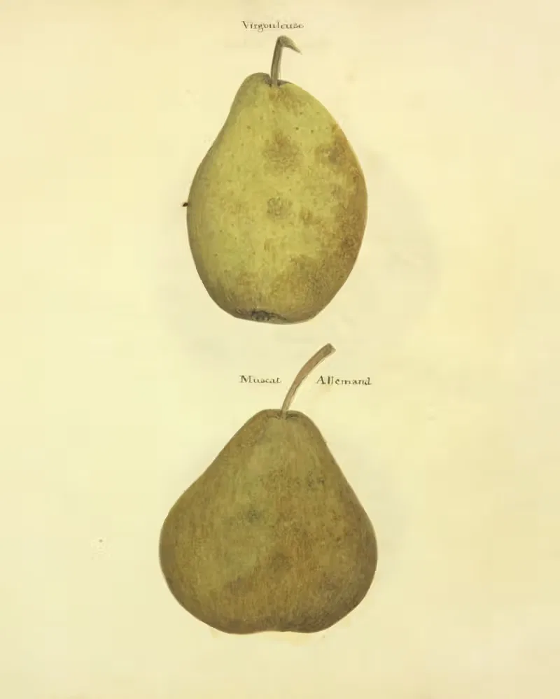 Virgouleuse, Muscat Allemand — William Coxe Jr.