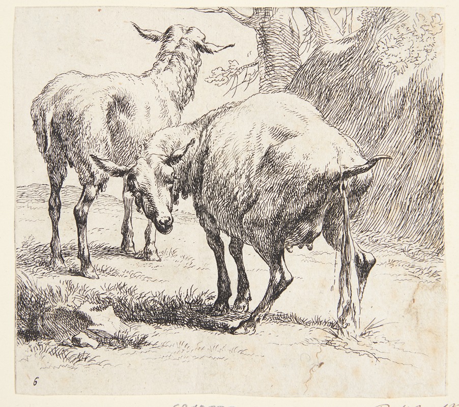 Et stående og et pissende får — Nicolaes Pietersz. Berchem