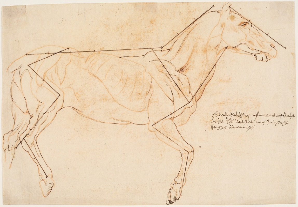 Anatomisk og proportionsstudie En hest — Willem Panneels