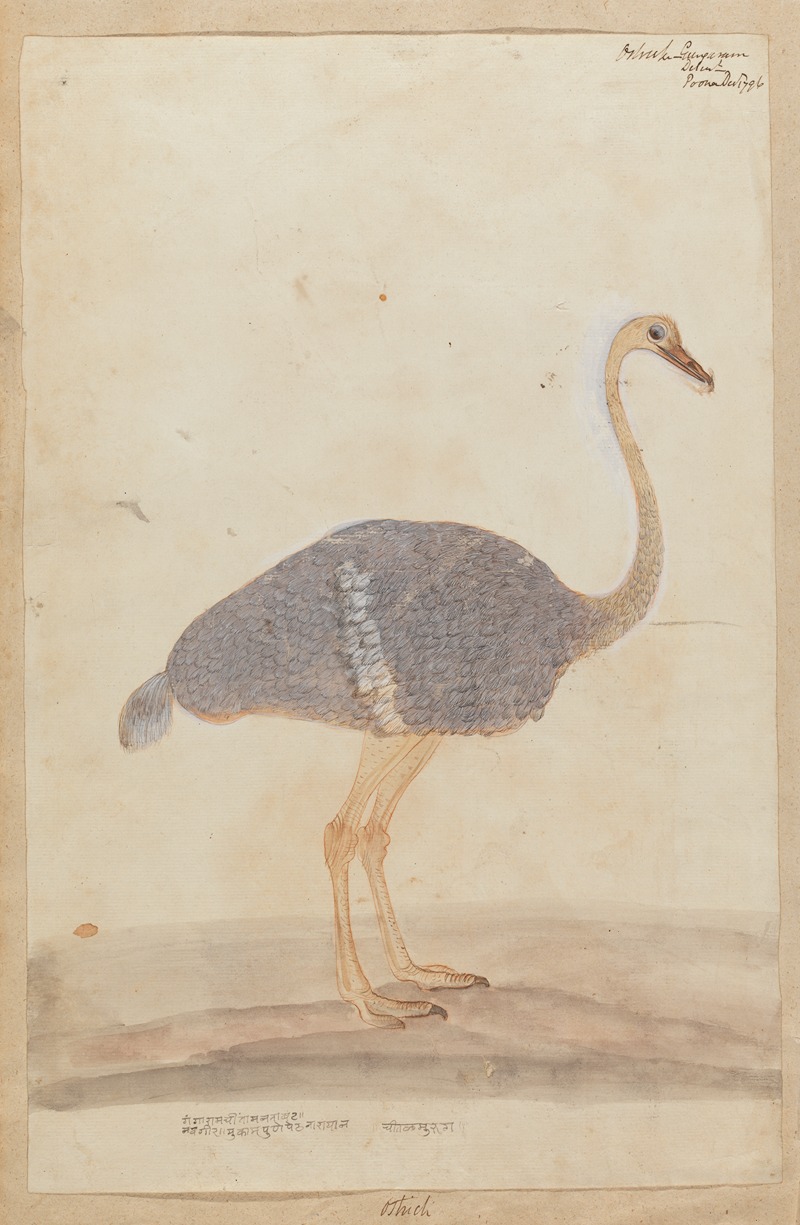 Ostrich by Гангарама Чинтаман Тамбат, 1796 — digital art print download