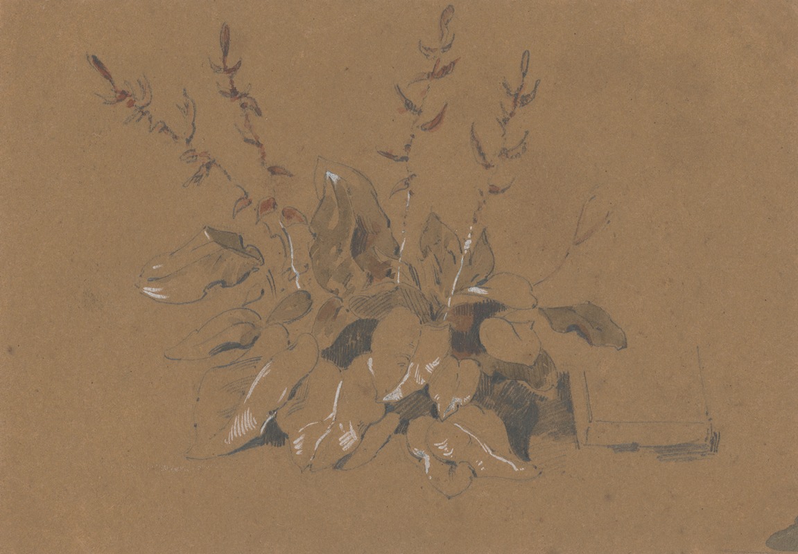 Study of Flowering Plant by Фридрих Карл фон Шейдлин — digital art print download