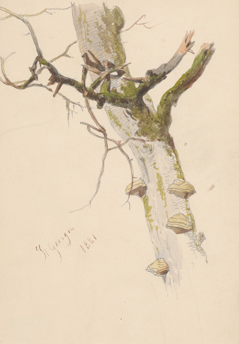 Study of Tree Trunk with Branches and Mushrooms — Фридрих Карл фон Шейдлин