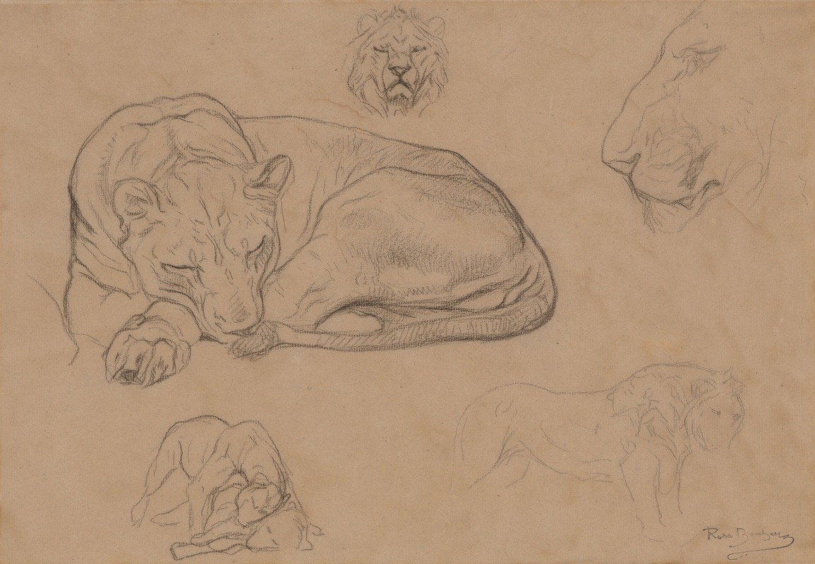 Studies of Lions by Роза Бонёр — digital art print download