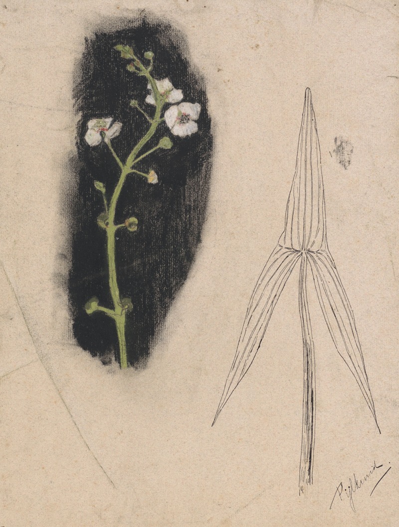 Plantenstudie met pijlkruid — Theo Nieuwenhuis