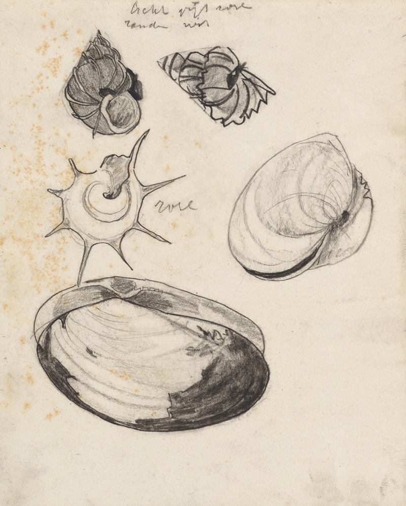 Studieblad met schelpen by Тео Нивенхейс, 1876 - 1951 — digital art print download