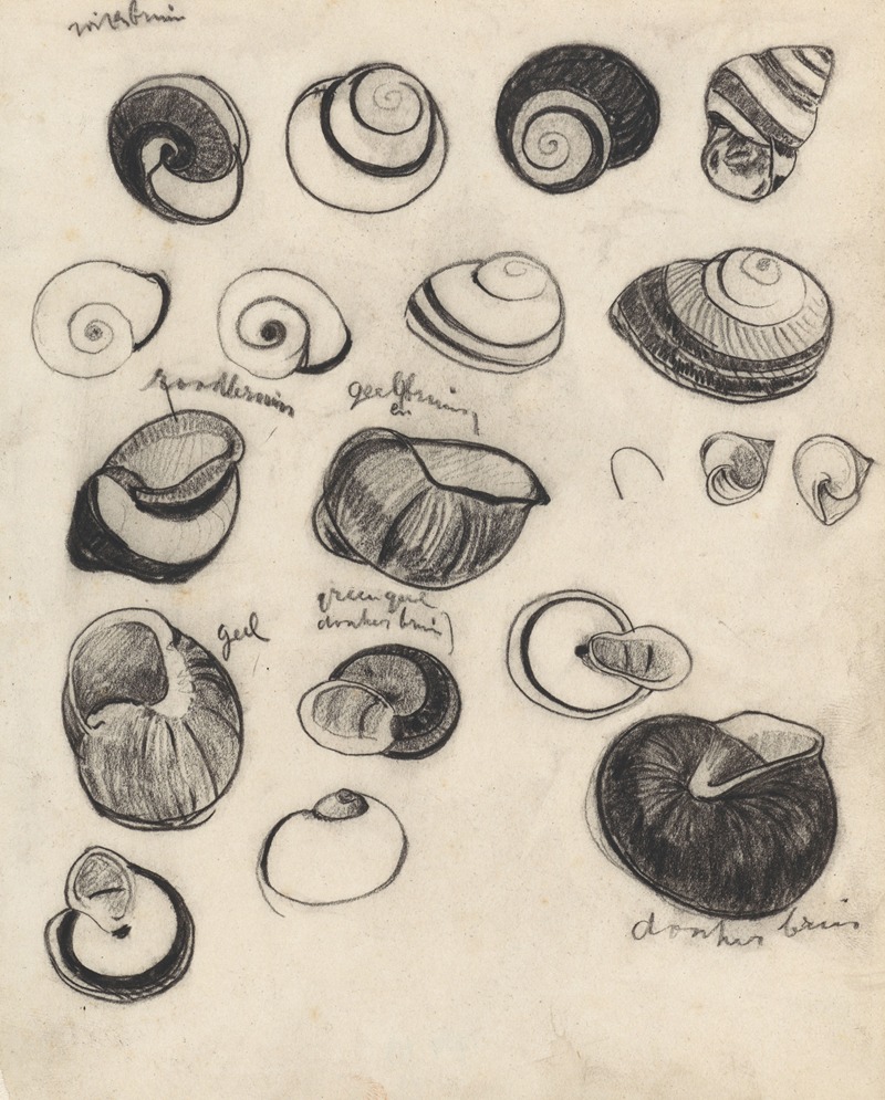 Studieblad met schelpjes by Тео Нивенхейс, 1876 - 1951 — digital art print download