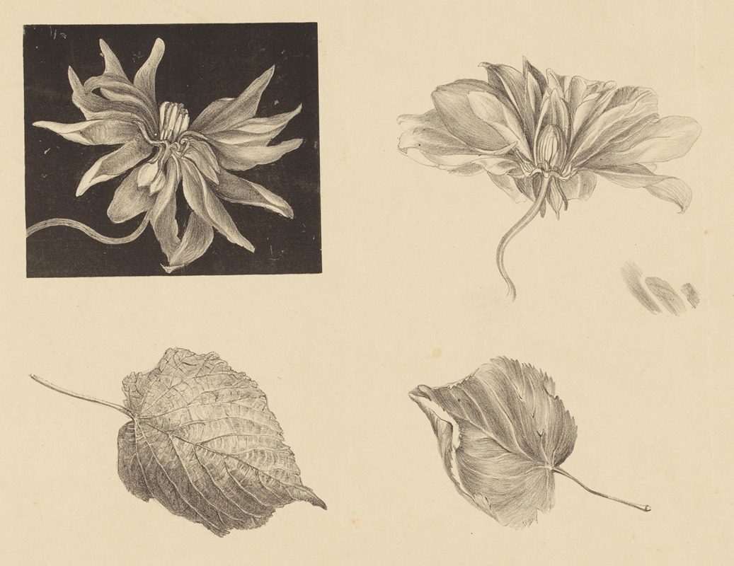 Flowers and Leaves by Тео ван Хойтема, 1878 - 1917 — digital art print download
