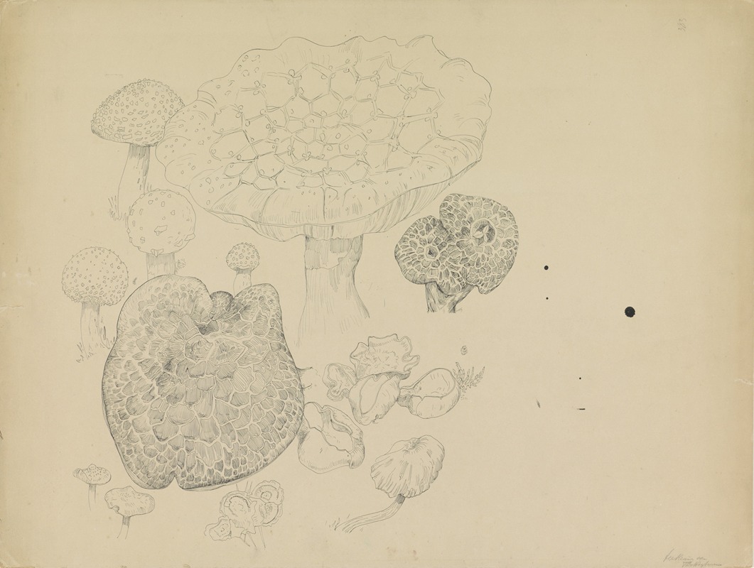 Paddestoelen by Тео ван Хойтема, 1873 - 1917 — digital art print download