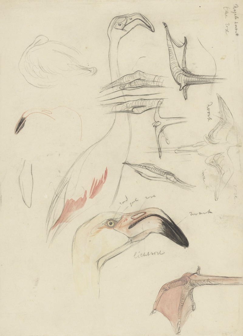 Studies van een flamingo by Тео ван Хойтема, 1873 - 1917 — digital art print download