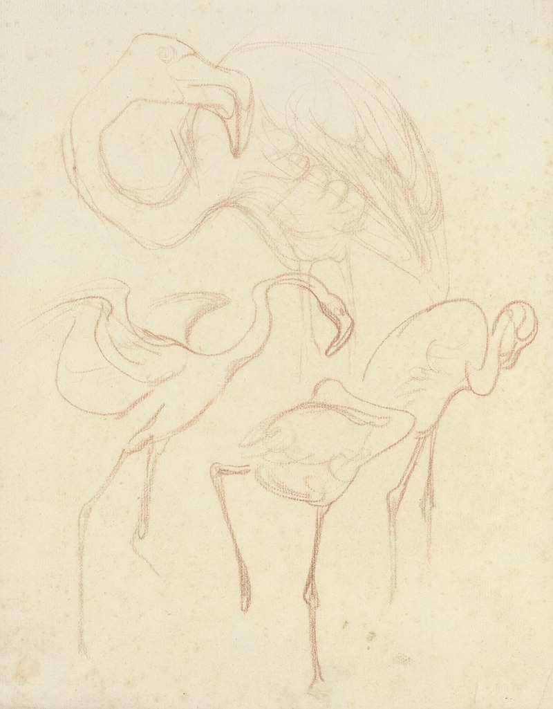 Studies van flamingo's by Тео ван Хойтема — digital art print download