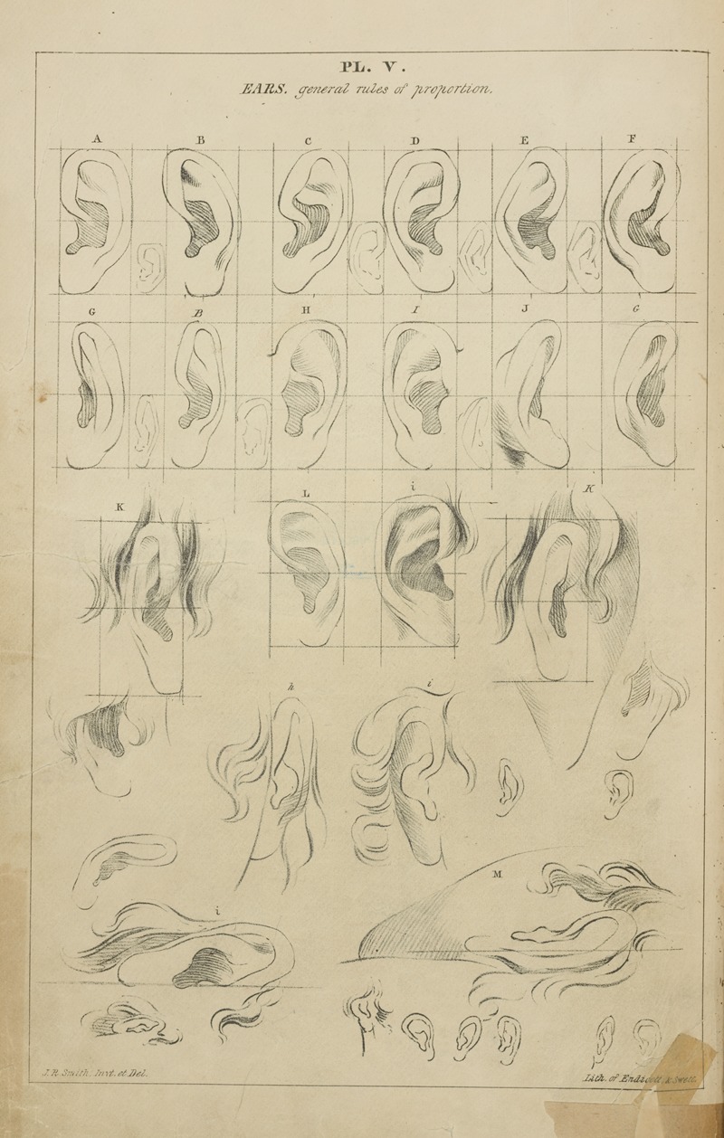 Ears – general proportions by Джон Рубенс Смит, 1831 — digital art print download