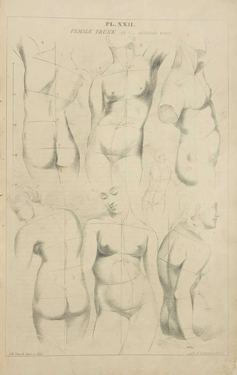 Female trunk – in attitude erect by Джон Рубенс Смит, 1831 — digital art print download