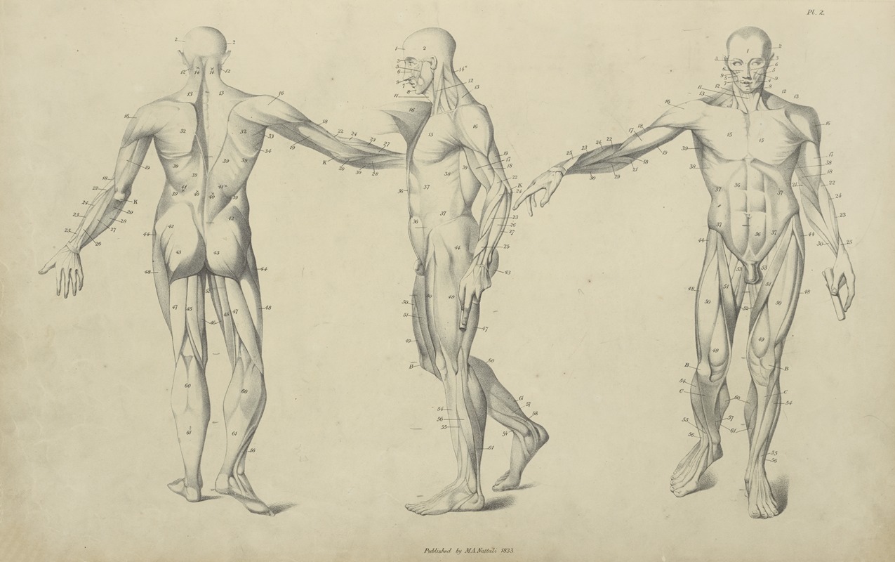 Three poses of musculature — M.A. Nattali