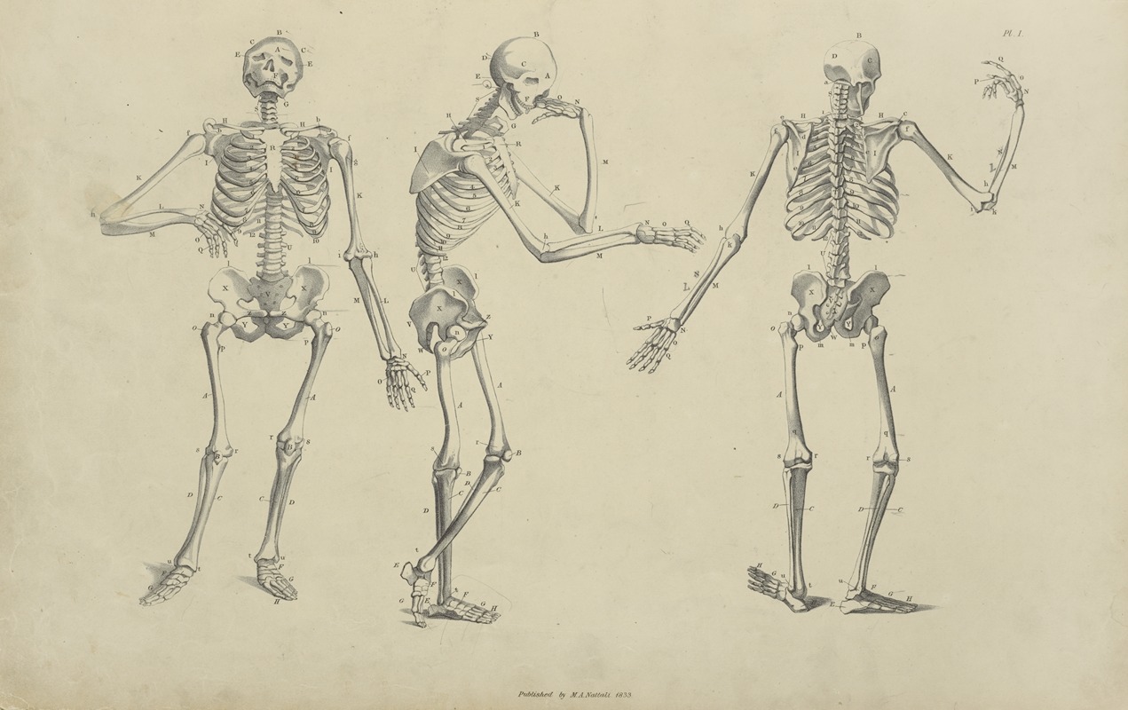 Three poses of skeleton by M.A. Nattali, 1833 — digital art print download