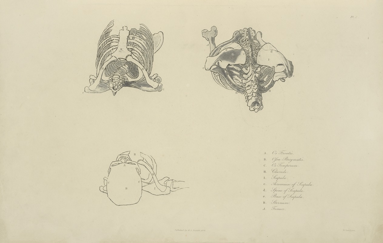 Three views of bones of upper torso — M.A. Nattali