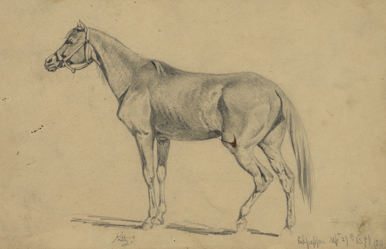 Kitty. Edwin Forbe's mare that he rode from 1862-1865 — Edwin Forbes