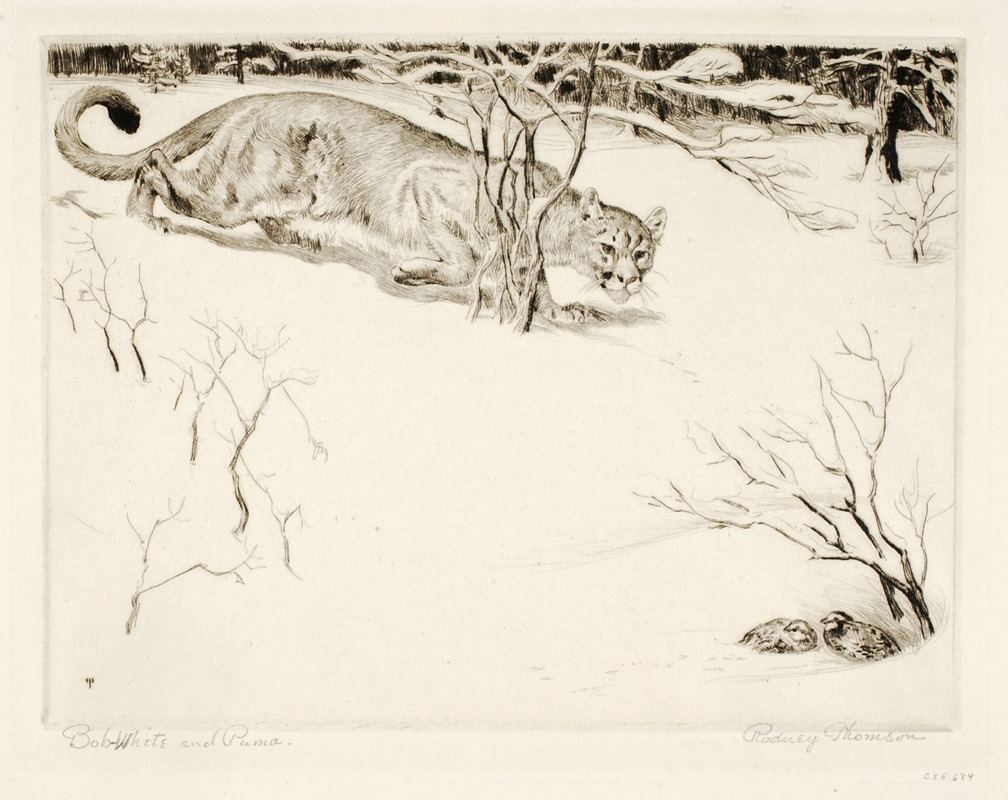Bob-white and Puma by Rodney Thomson — digital art print download