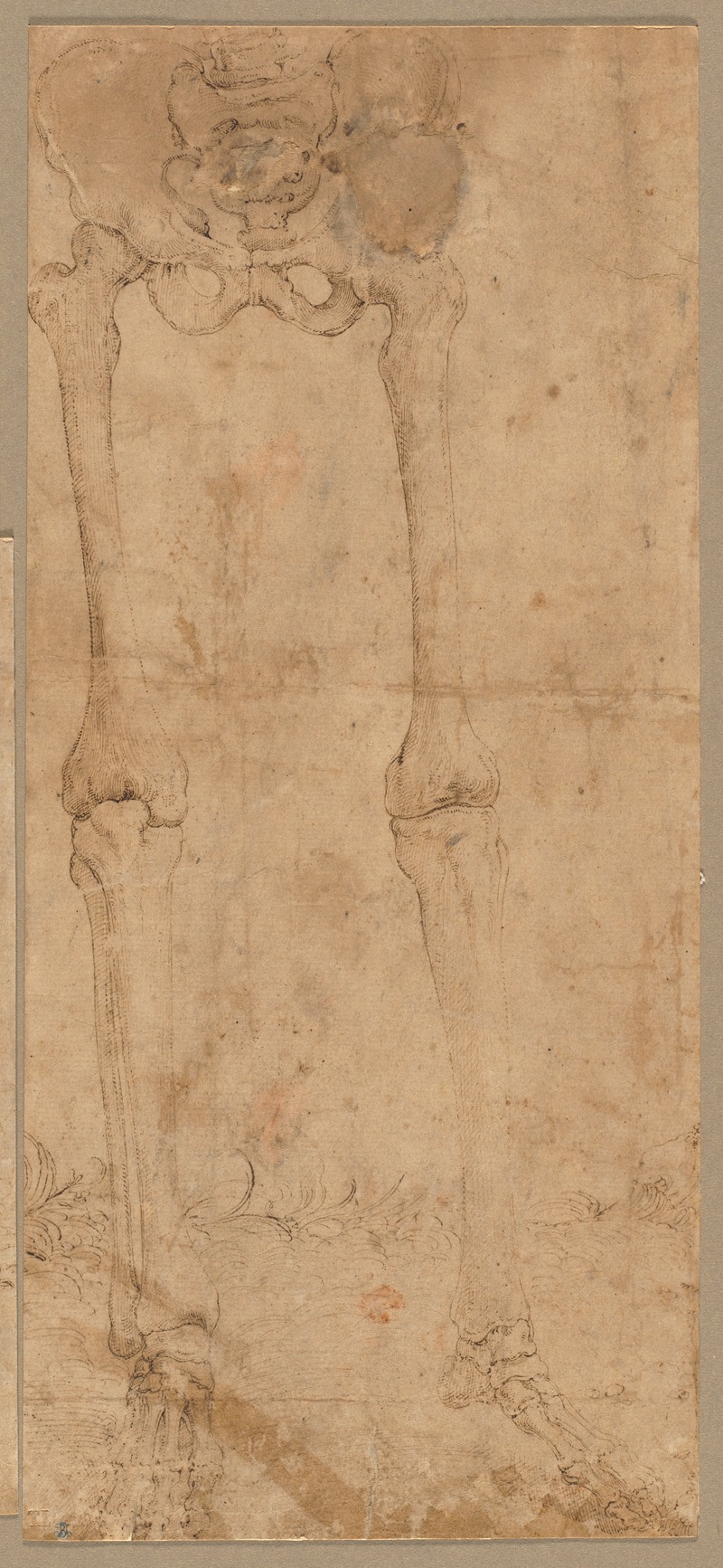 Lower Half of Skeleton from the Front by Battista Franco — digital art print download