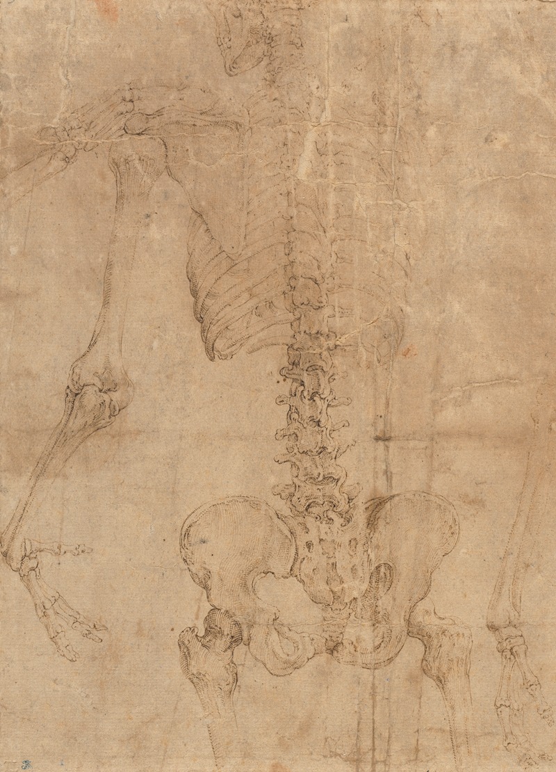 Upper Half of Skeleton from the Back by Battista Franco — digital art print download