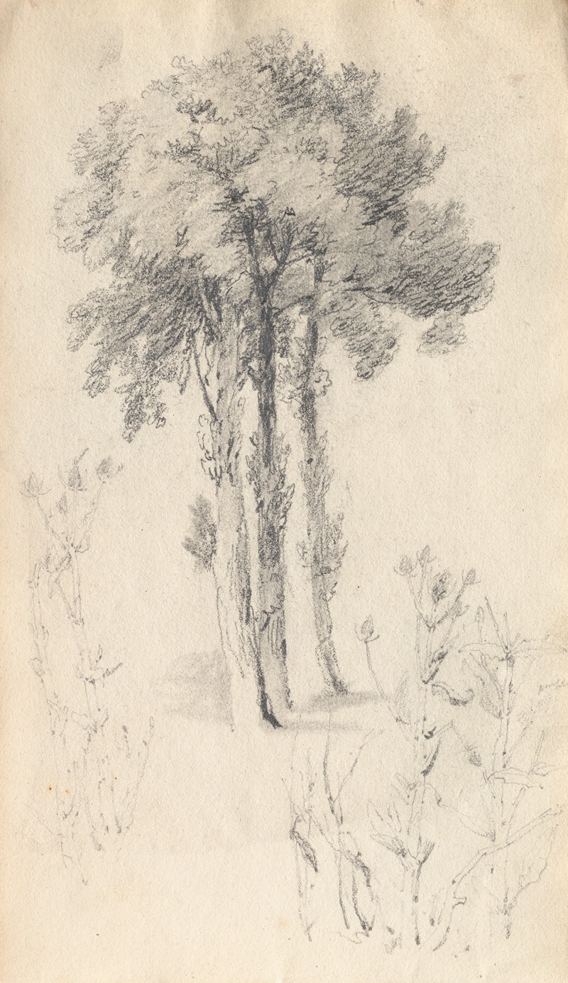 Tree Study by Самуэль Прут, 1814 — digital art print download