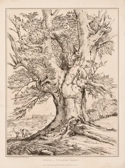 Beech in Windsor Forest by William Alfred Delamotte, 1805 — digital art print download