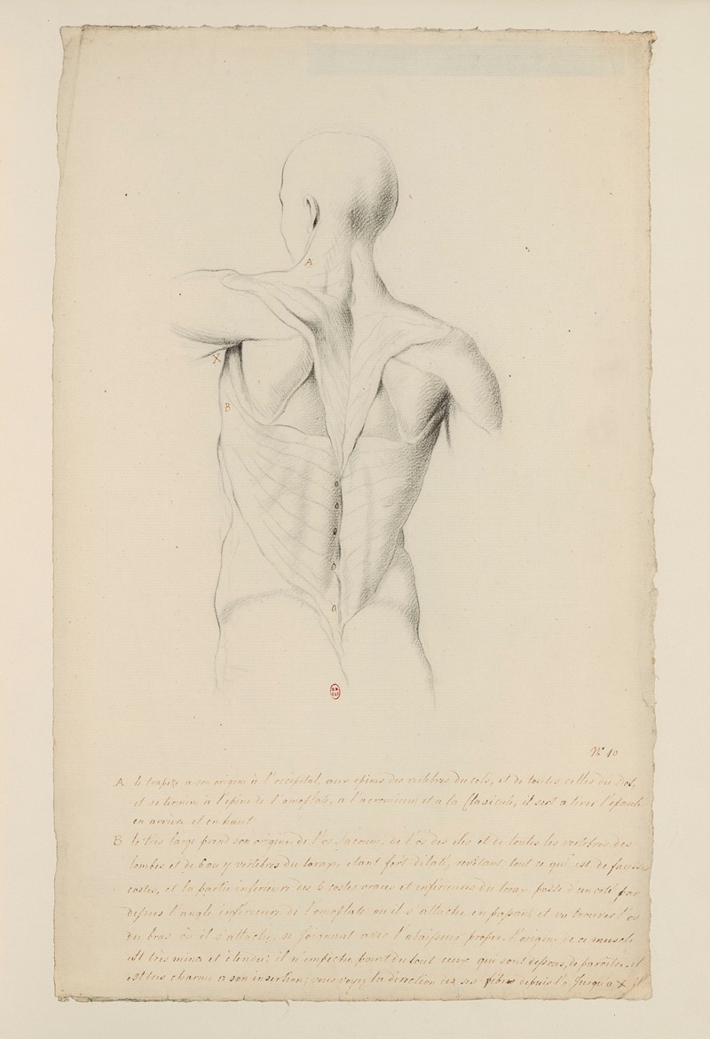 Cahiers d'Anatomie Pl.09 by Charles Monnet — digital art print download
